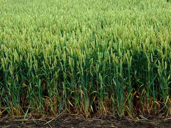 Feld von jungem grünen Weizen — Stockfoto