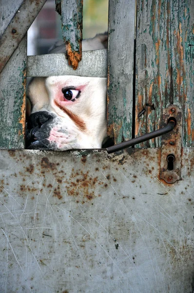 Gevangen hond — Stockfoto
