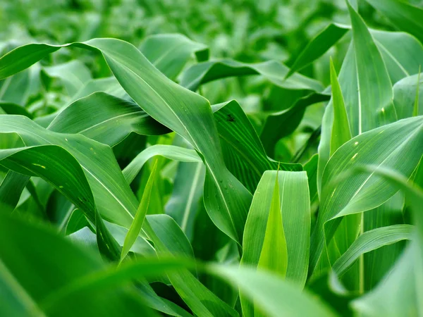 Jovens folhas de milho verde — Fotografia de Stock