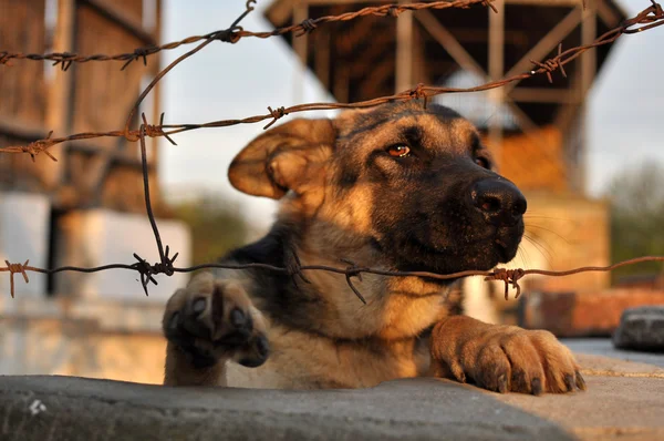 Gevangen hond — Stockfoto