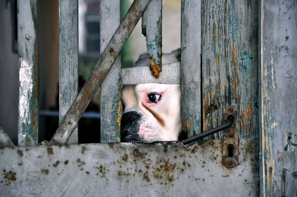 Captured Dog — Stock Photo, Image