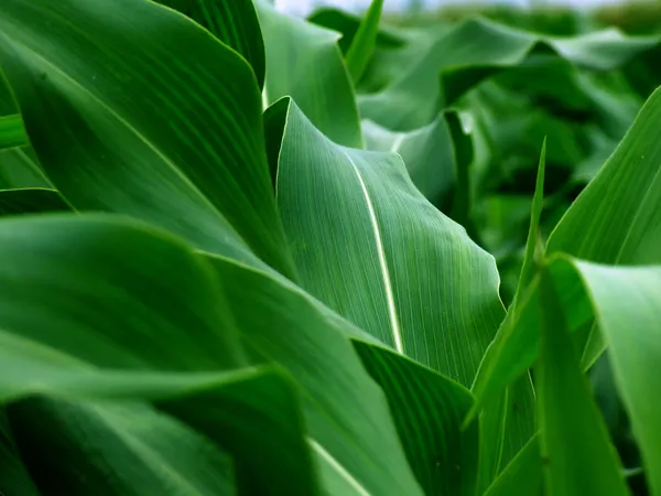 Молоде зелене кукурудзяне листя — стокове фото