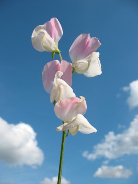 Tatlı bezelyem çiçekler (Lathyrus odoratus)