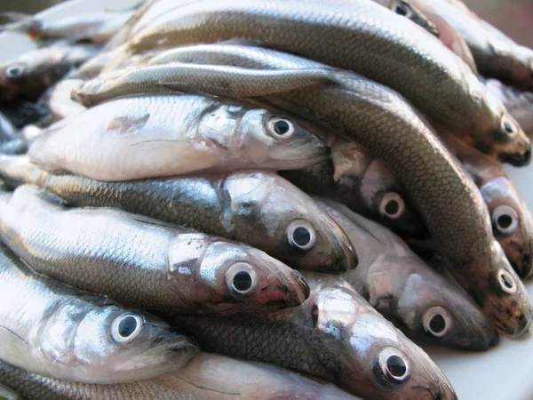 Smelt fish — Stock Photo, Image