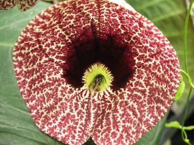 Aristolochia elegans