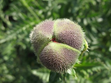 Oriental poppy bud (gelincik orientale)