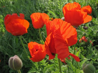 Oriental poppy (Papaver orientale) clipart