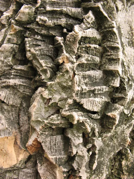 The bark of Amur cork tree — Stock Photo, Image