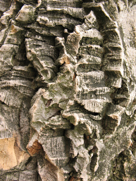 The bark of Amur cork tree