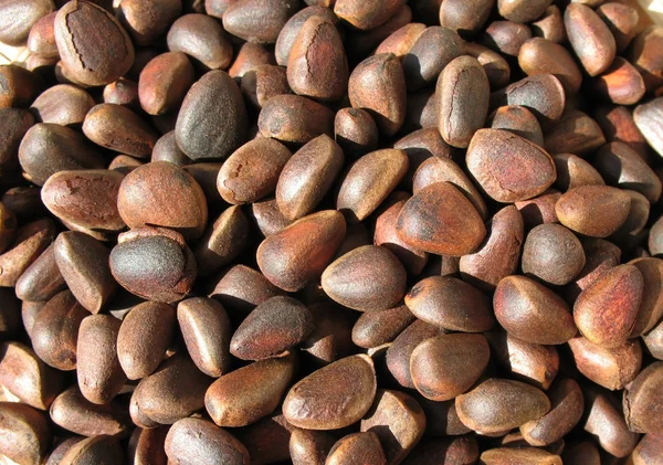 Piniové oříšky (semena sibiřské borovice) Stock Fotografie