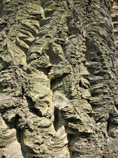 阿穆尔软木树的树皮 — 图库照片