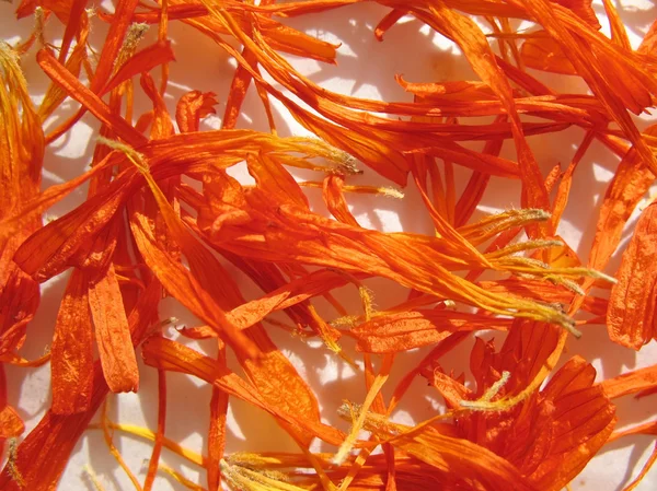 Orange petals of calendula (calendula of — Stock Photo, Image
