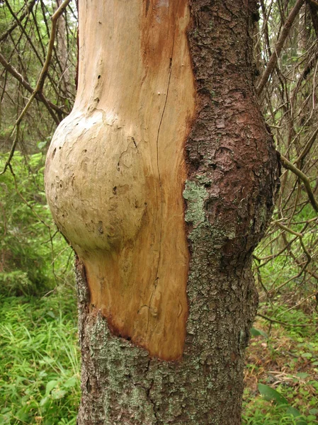 Waldvenus. ein Baum im Wald — Stockfoto
