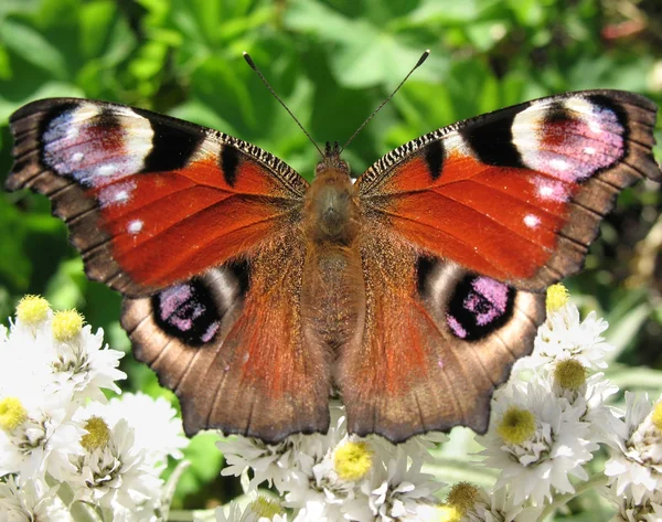 The butterfly peacock (Inachis io) — Stock Photo, Image
