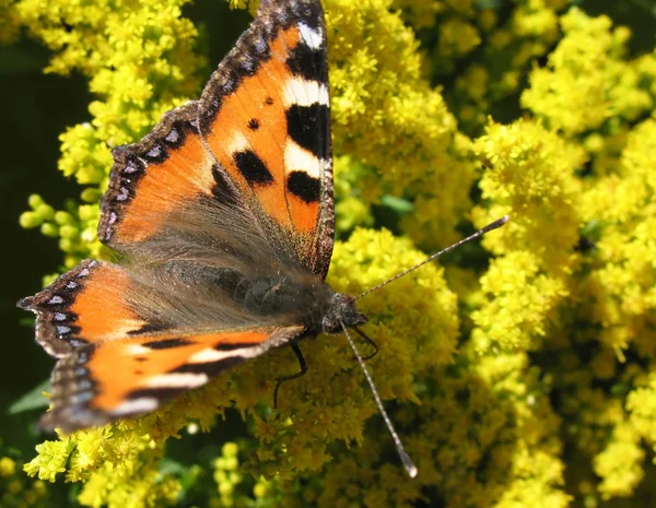 Daily Admiral butterfly,Vanessa atalantа — Stock Photo, Image