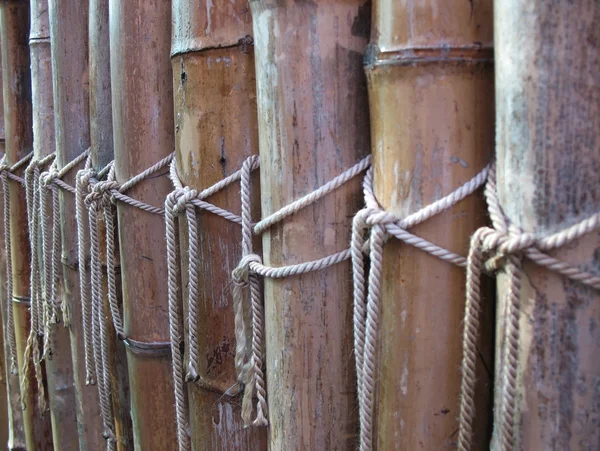 Haie bambou — Photo