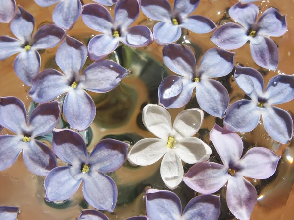 Flowers of lilac in the water — Stock Photo, Image