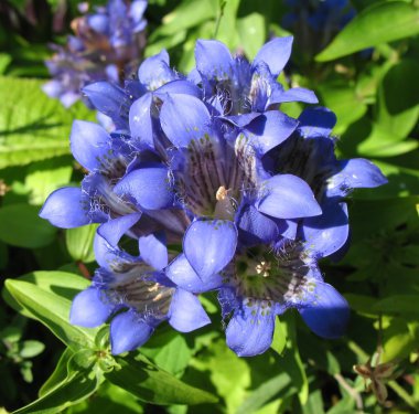 Blooming gentian (Gentiana), family Gent clipart