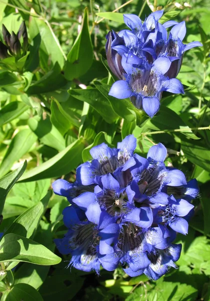 Blooming gentian (Gentiana), family Gent — Stock Photo, Image