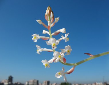 çiçek orkide ludiziya veya haemaria