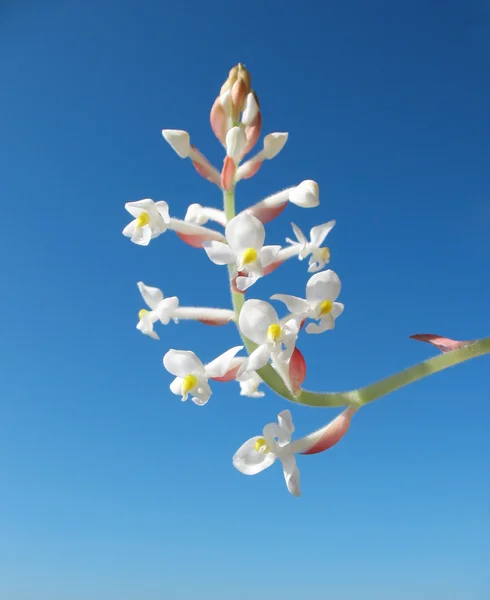 Blooming Orchid Ludiziya or Haemaria — Stock Photo, Image