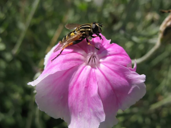 Fly Heliophilus affinis — Stock Photo, Image