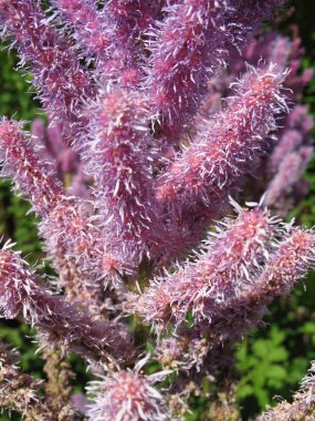 astilbe, Aile saxifragaceae