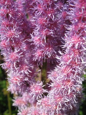 astilbe, Aile saxifragaceae