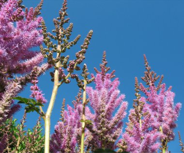 astilbe, Aile saxifragaceae