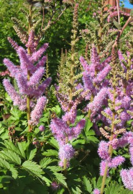 astilbe, Aile saxifragaceae