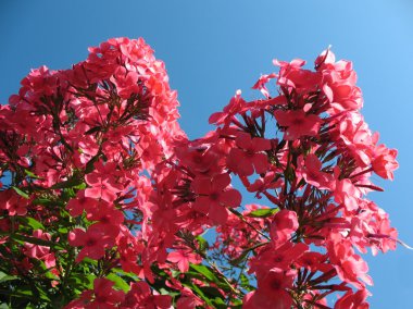 çiçek açan phlox paniculata, polemoniaceae