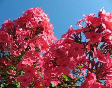 çiçek açan phlox paniculata, polemoniaceae