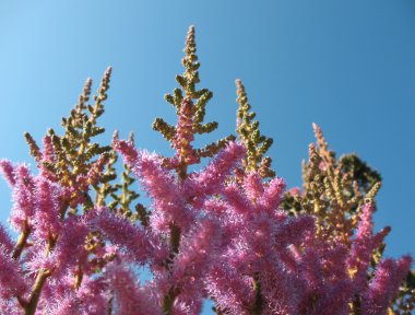 astilbe, Aile saxifragaceae