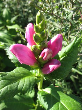 bloeiende chelone obliqua, fig-wortçiçek açan chelone obliqua, incir otu