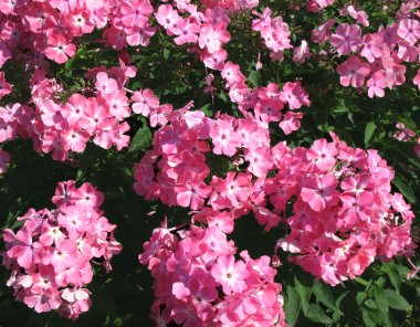 çiçek açan phlox paniculata, polemoniaceae