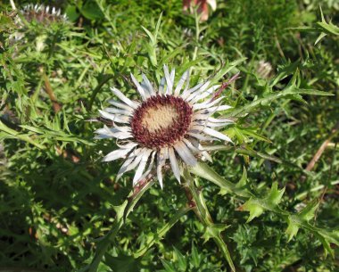 ? arlina acaulis, Compositae