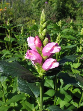 Blooming Chelone obliqua, Fig-wort clipart