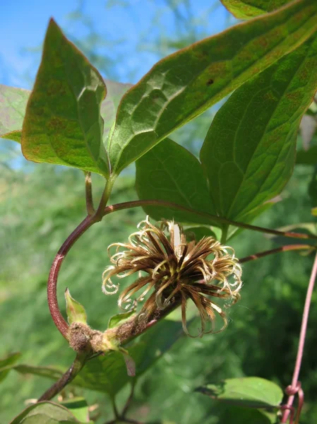Плодовые клематис, семейство Ranunculaceae — стоковое фото