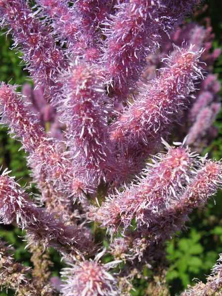 Astilbe, familjen saxifragaceae — Stockfoto