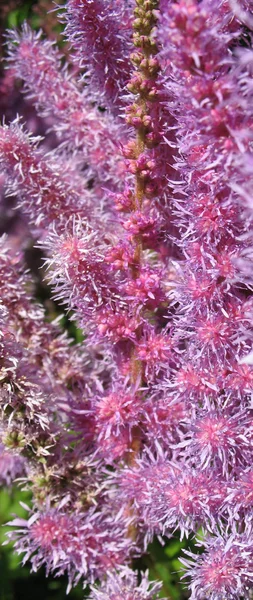 Astilbe, family Saxifragaceae — Stock Photo, Image