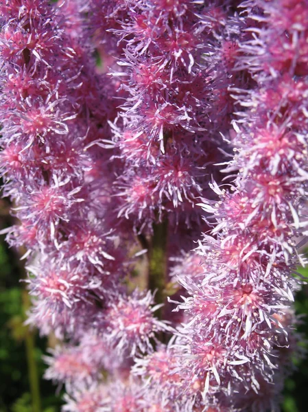 Astilbe, famiglia Saxifragaceae — Foto Stock