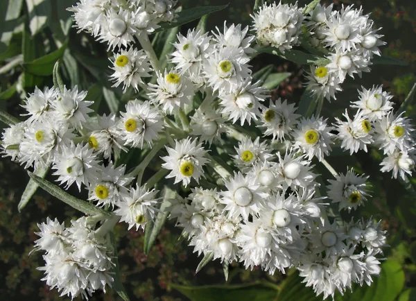 Blooming anafalis Perla — Foto de Stock