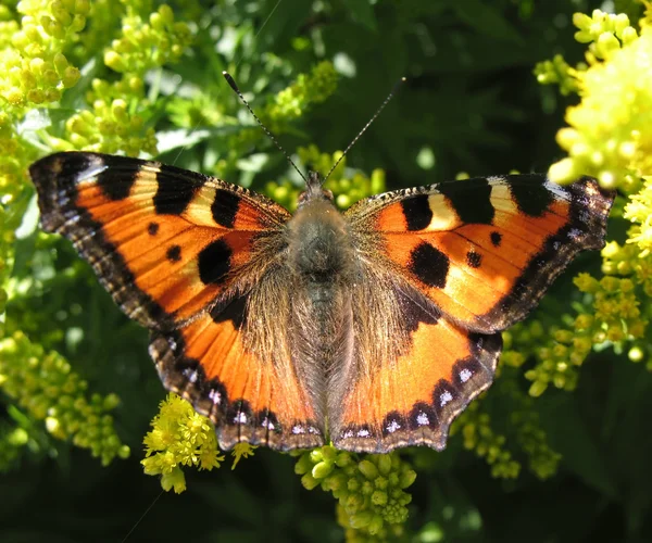 Admiral butterfly (Vanessa atalantа) — Stock Photo, Image