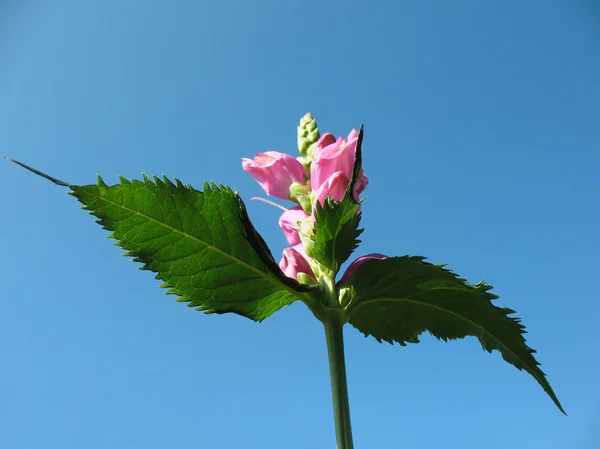 Цвітіння Chelone obliqua, Fig-wort — стокове фото