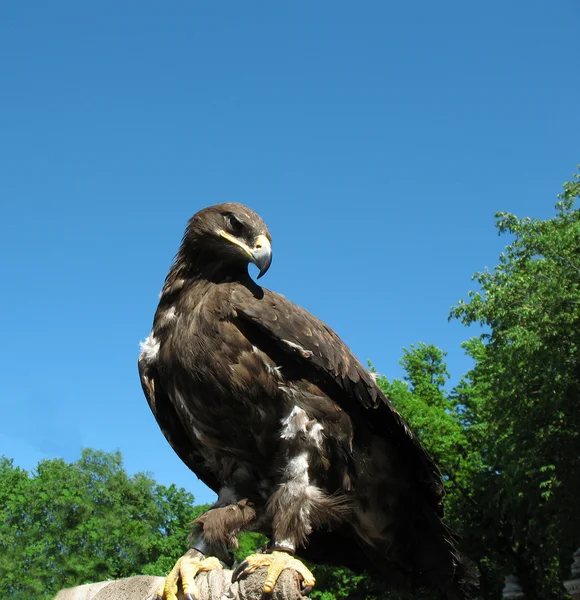 stock image Eagle