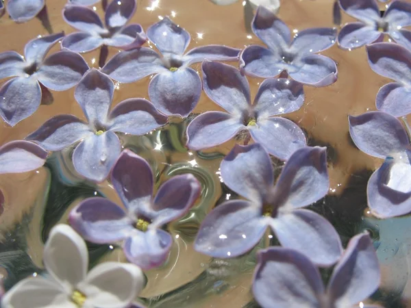 Цветы сирени в воде — стоковое фото