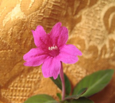 Ruellia