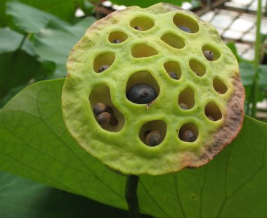 Lotus seeds. Macro clipart