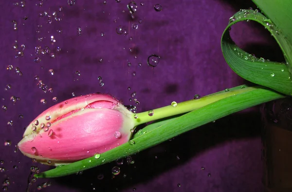 Falling drops of water and pink tulip — Stock Photo, Image