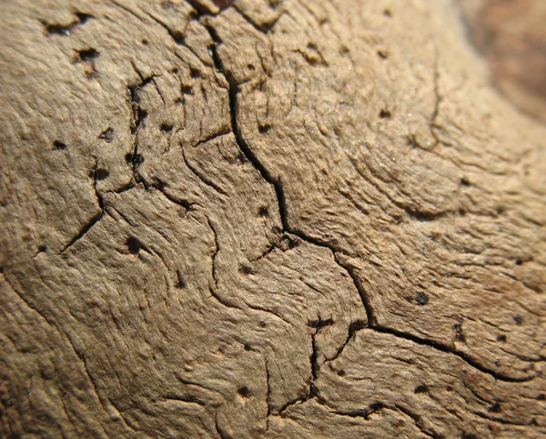 De textuur van oud hout — Stockfoto